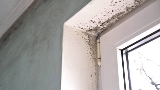 Best Post-Remediation Services in Warren, OR