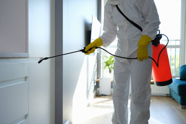 Best White Mold Remediation in Warren, OR
