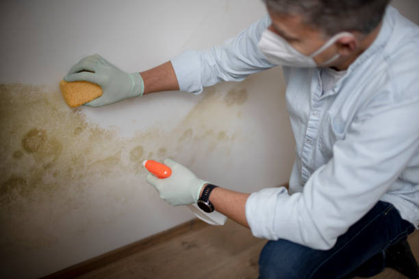 Best Kitchen Mold Remediation in Warren, OR